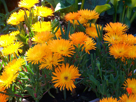 Yellow Carnationsの写真素材