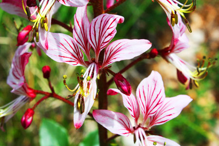 Red leafy lily flowerの写真素材