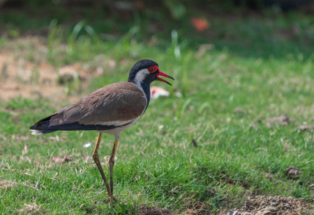 Red-wattled Lapwing (Vanellus Indicus) Jaipur, Rajasthan, India.の写真素材