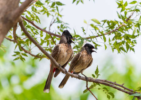The red-vented bulbul (Pycnonotus cafer) male and female Perched on tree branch. red vented bulbul member of the bulbul family of passerines.の写真素材