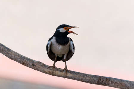 Asian Pied Starling (Gracupica contra) perched on tree branch. Jaipur, Rajasthan, India.の写真素材