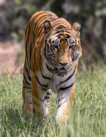 Great tiger male in the nature habitat. Wildlife scene with danger animal. Hot summer in India. Dry area with beautiful indian tiger, Panthera tigris.の写真素材