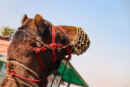 Camle Closeup potrait. Single Camle.の写真素材