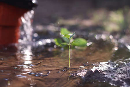 The seedlings grow from fertile soil and the morning sun shines. Ecology and ecological balance concept.の写真素材