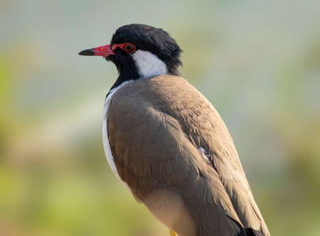 Portrait of Red-wattled Lapwing (Vanellus Indicus).の写真素材