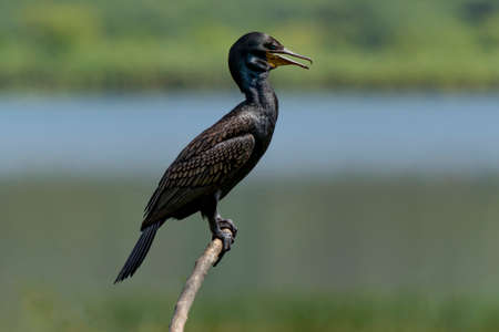 Neotropic cormorant (Nannopterum brasilianus), great cormorant is perching on wooden branch.の写真素材