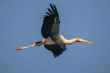 Bird Name - Painted Stork.の写真素材