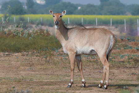 Nilgai Female look at camera.の写真素材