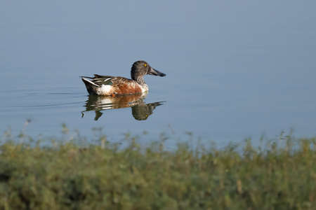 Northern shoveler bird (Spatula clypeata).の写真素材