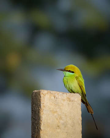 Green bee eater. The green bee-eater (Merops orientalis) sometimes little green bee-eater.の写真素材