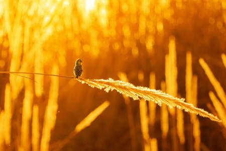 evening shot orange background with bird.