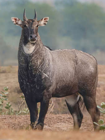 A male Nilgai (Boselaphus tragocamelus) also known as Blue Bull.の写真素材