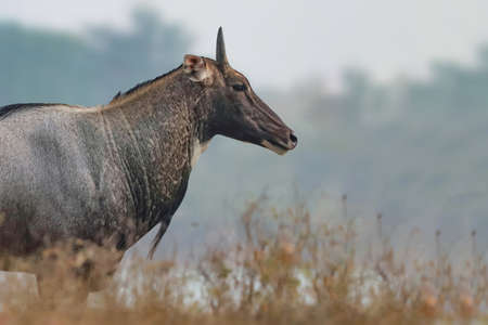 A male Nilgai (Boselaphus tragocamelus) also known as Blue Bull.の写真素材