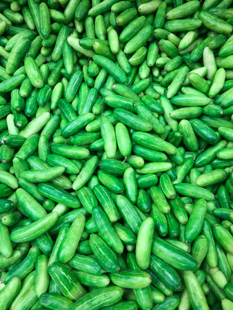 Tindoora/Gherkins Fresh Organic vegetableの写真素材