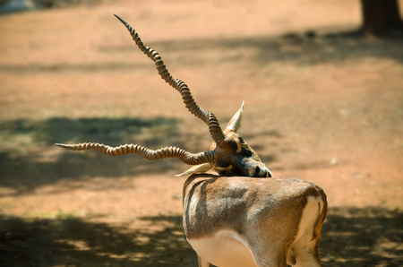 Blackbuckの写真素材