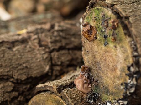 Pile of wood. Background and Texture. Mushrooms are grown on the surface section of the rod.