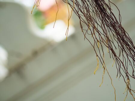 Banyan root. Banyan root background.の写真素材