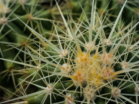 Cactus. Cactus thorns. Macro cactus thorns. Close up thorns of cactus. Cactus Background.