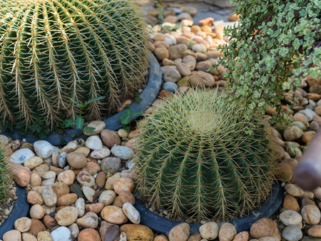 Cactus. Cactus thorns. Macro cactus thorns. Close up thorns of cactus. Cactus Background and selective focus.の写真素材