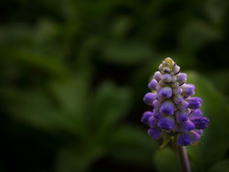 Closeup and selective focus beautiful purple flower wild in sunset or spring background.の写真素材