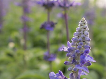 Closeup and selective focus beautiful purple flower wild in sunset or spring background.の写真素材