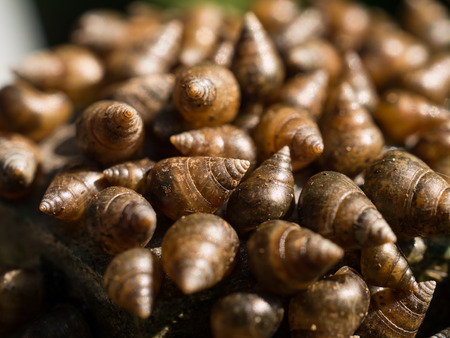 Macro and selective focus many beautiful small shells river on steel pipe from thailand.の写真素材