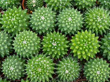 Macro little cactus in top view. Close up thorns of cactus at open garden.の写真素材
