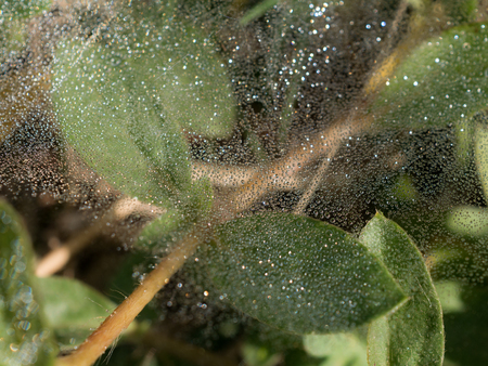 Macro spider web with morning dewdrop on cobweb and spider on the web.Selective focusの写真素材