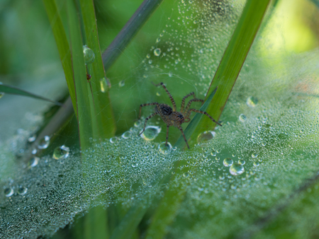 Macro spider web with morning dewdrop on cobweb and spider on the web.Selective focusの写真素材