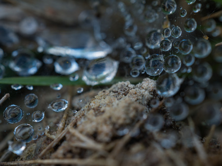 Macro spider web with morning dewdrop on cobweb and spider on the web.Selective focusの写真素材