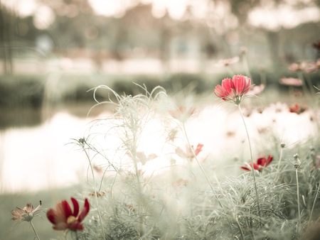 Beautiful cosmos flowers in garden for background. Selective and soft focus blurry. Vintage tone.の写真素材