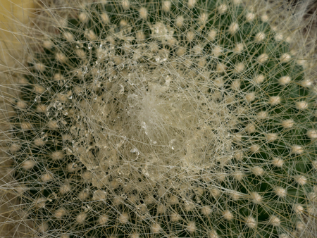 Macro little cactus in top view. Close up thorns of cactus at open garden.の写真素材