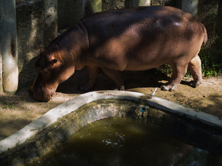 portrait hippotamus in the water in open zoo thailandの写真素材