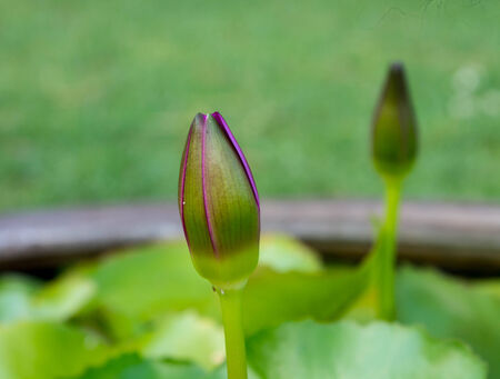 flower, lotus, closeup, wallpaper, natural,の写真素材