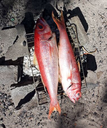Grilling fish, red snapper on campfire in Caribe beach.- Close-up of two red Caribbean snappers on a...
