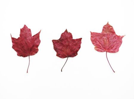 Autumn composition Pattern of three dry red maple leaves of different shades of intense reds. White...