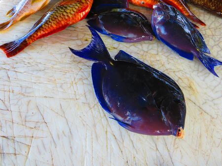Freshly caught fish in Caribbean waters. Spectacular surgeon fish. Blue intense. Different types of...