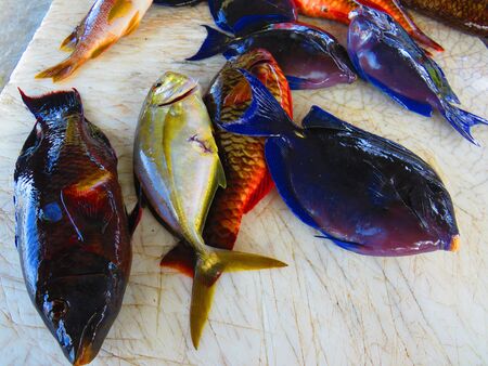Freshly caught fish in Caribbean waters. Spectacular surgeon fish. Blue intense. Different types of fish from Caribbean waters. Freshly caught fish About to be cleaned and prepared for sale. Intense colors and unique flavor.の写真素材