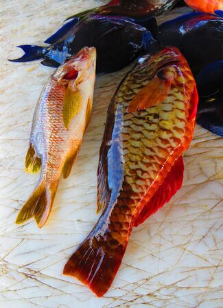 Freshly caught fish in Caribbean waters. Spectacular blue intense surgeon fish. Bright and fresh fishes of different sizes and colorsの写真素材