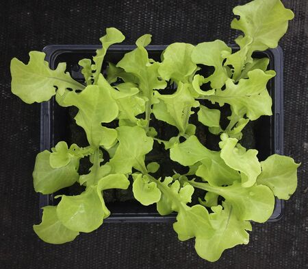 Green lettuce seedlings in a tray, organic garden. young leaves of green lettuce growing on vegetable bed. Organic farming Healthy foodの写真素材