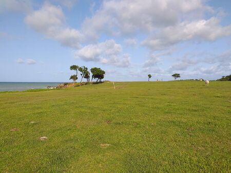 Pointe Allegre beach near Sainte Rose in Guadeloupe, a french overseas region in the Caribbean Trees in front of the sea in Guadeloupeの写真素材