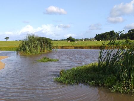 Pond covered with green duckweed on a beach in Guadeloupe, a french overseas department in the Caribbean. Tropical landscapeの写真素材