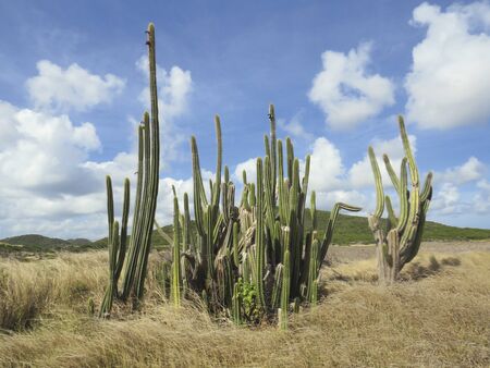 Set of green cacti with blue tropical sky and meadow with dry vegetation by the Caribbean sun.