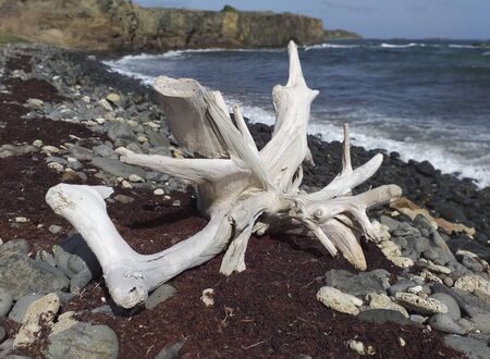White trunk skeleton on wild beach. Sea and cliffs in the background.の写真素材