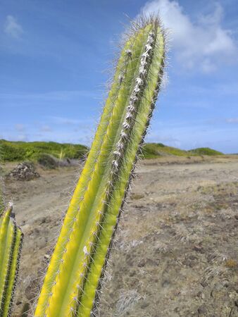 Close up of green cactus with blue tropic sky and tropical background.の写真素材