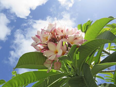 Pink Frangipani Plumeria tropical flower. Pink flower under blue tropical skyの写真素材