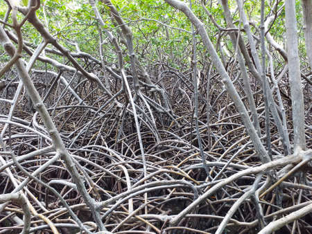 Close-up of mangrove root forest. Caribbean vegetation. Tropical landscape of mangrove roots. Wild...