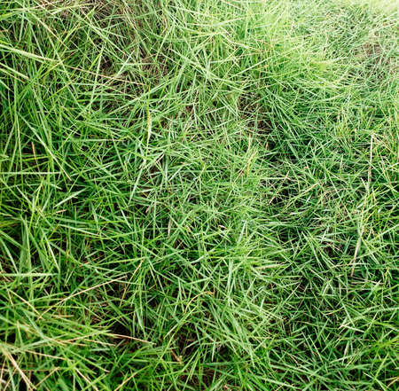 Green grass blades background. View of lush green vegetation growing wild in the French West Indies....
