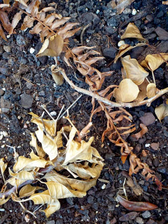 Autumn nature background. Branch with yellow dry leaves on black gravel ground. Close up of autumn...