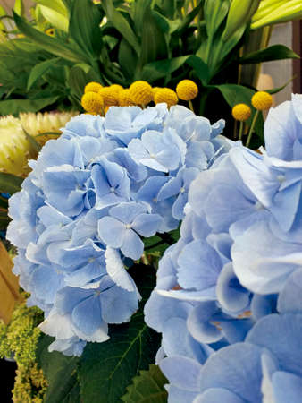 Close up of lilac hydrangeas on multicolored background of natural flowers. Multicolor Flowers and...